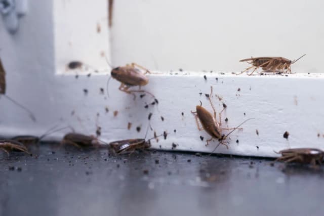 Prusak skąd się bierze? Odkryj niebezpieczeństwa w Twoim domu Prusak skąd się bierze? Odkryj niebezpieczeństwa w Twoim domu